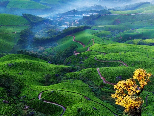 Tea Plantations, Munnar, Kerala